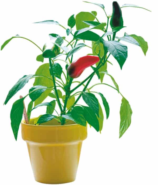 Ask Alys Your Gardening Questions Answered Life And Style The