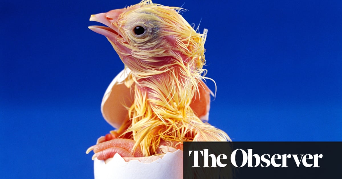How Does A Chick Breathe In The Egg Science The Guardian