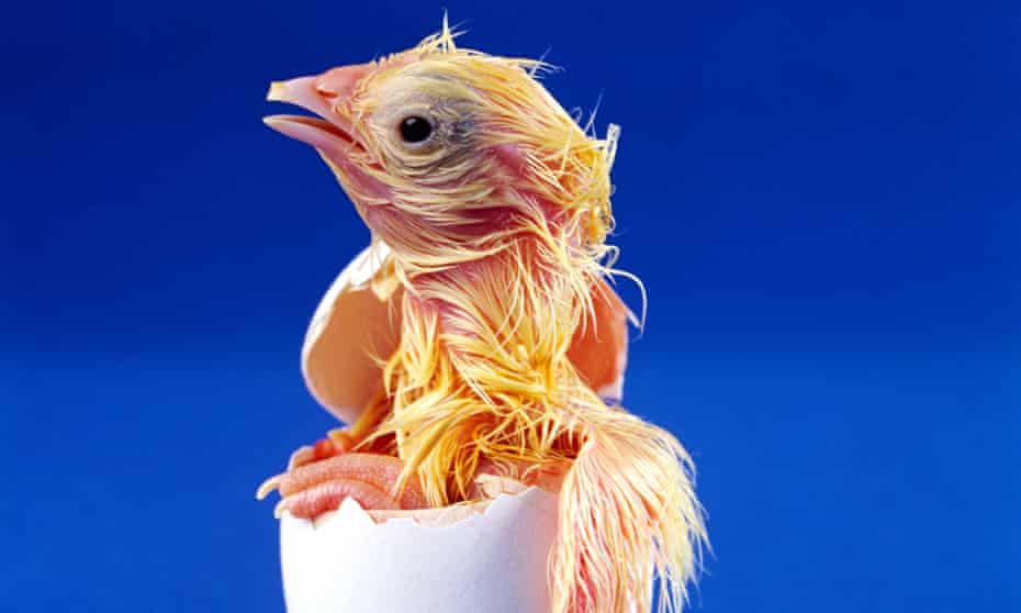 A hatching chick.