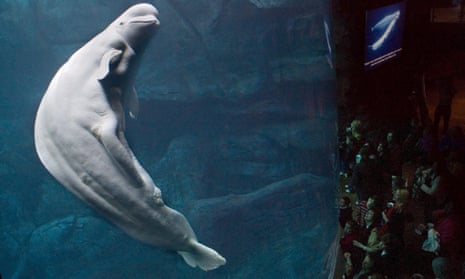 When Beluga meets Wednesday 