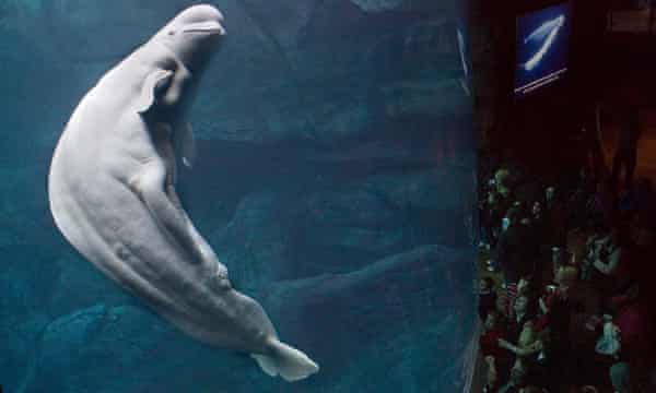 Georgia Aquarium S Plan To Import 18 Beluga Whales Meets Broad
