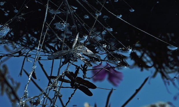 A dead dragonfly lies in an oil slick at an abandoned oil treatment facility at Thar Jath in Unity State, South Sudan