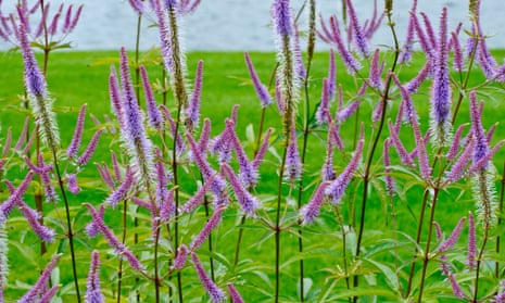 Top 10 showstopper plants for borders, Gardens