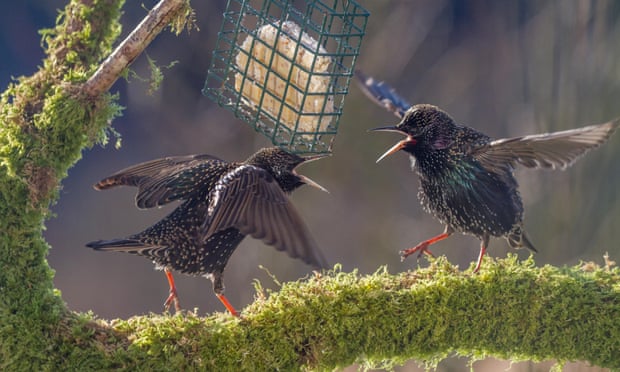 Two starlings on squabbling over food whilst stood on a mossy perch. They have their wings out and beaks open on 3 February 2015.