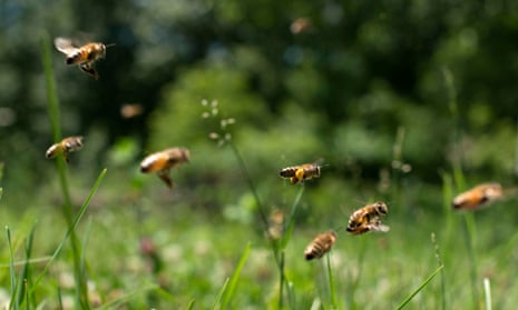 Carniolan honey bees fly near hives