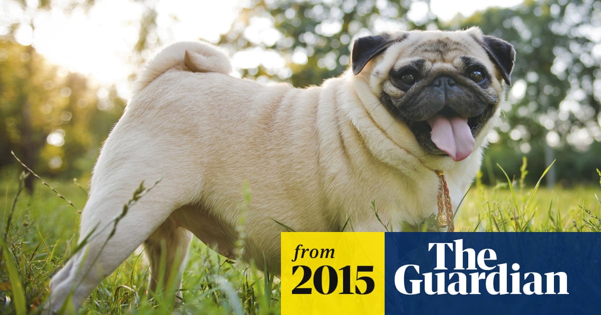 Pet Obesity A Growing Problem In The Uk Uk News The Guardian