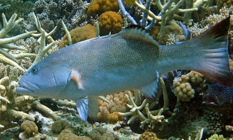 15+ Great Barrier Reef Fish