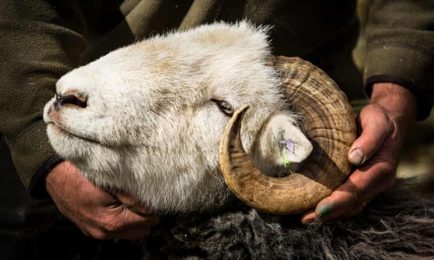 One of James Rebanks' flock of 450 Herdwick sheep – a tough mountain breed synonymous with the Lake District.