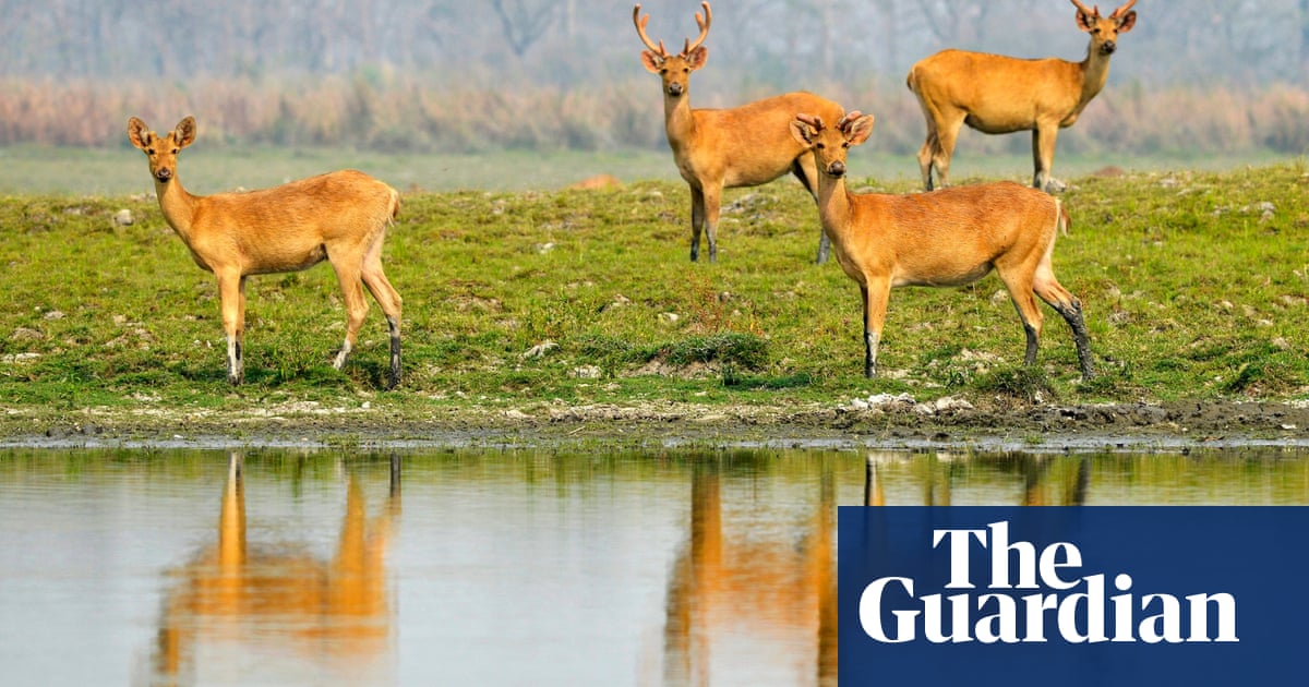 the week in wildlife in pictures environment the guardian