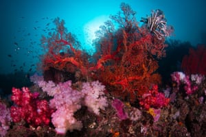 Composed of about 800 islands, the Myeik Archipelago is around 300 km long and 100 km wide, and covers an area of more than 34,000 km2. It boasts one of the richest coral reef covers in the world, with more than 300 species of hard corals documented so far. Coral reefs are essential spawning, nursery, breeding, and feeding grounds for many organisms. They are some of the most biodiverse ecosystems on the planet: the variety of species living on a coral reef is greater than in any other shallow-water marine ecosystem. Healthy reefs are essential for long-term economic growth and sustainable livelihoods around the Myeik Archipelago. An understanding of the different factors that affect the health of individual reef sites will be key to their protection.