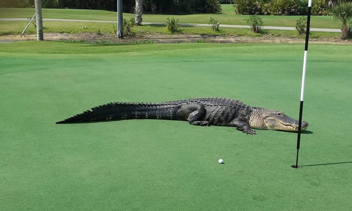12ft Florida alligator becomes a golf course celebrity, but he's not alone | Animals | The Guardian