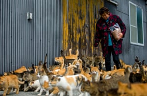 Cats crowd around village nurse and Ozu city official Atsuko Ogata as she carries a bag of cat food to the designated feeding place