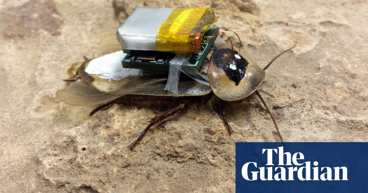 Cockroach robots? Not nightmare fantasy but science lab reality | Animal  behaviour | The Guardian