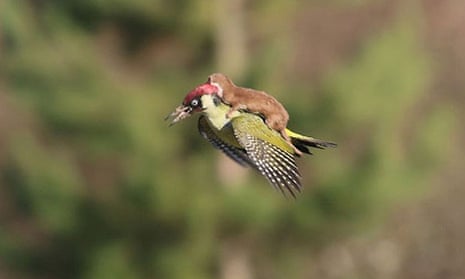 Can it be real? The amazing image of a woodpecker flying with weasel on its back taken by Martin Le-May.