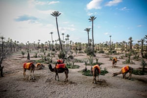 camels roaming outskirts Marrakech