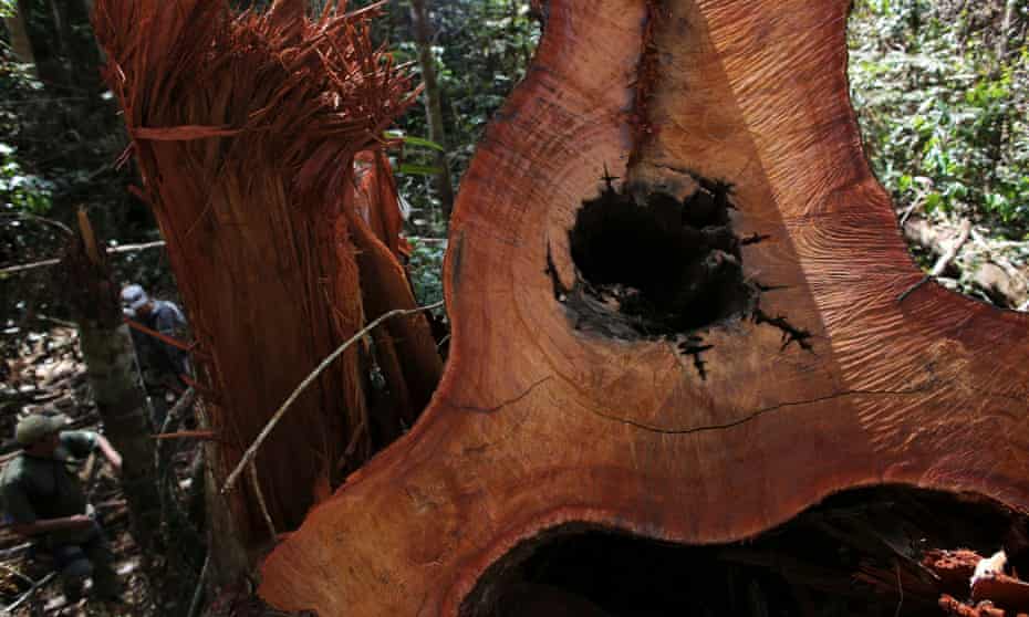 An felled tree in the Amazon rainforest, Para State, Brazil