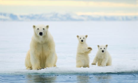 Polar bear mother (Ursus maritimus) and twin cubs of the year hunting on the pack ice, Svalbard Archipelago