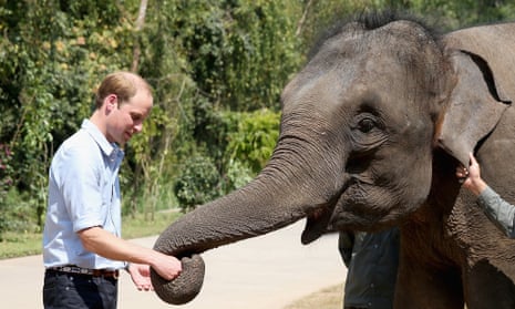 Prince William, Duke of Cambridge meets a rescued elephant called 'Ran Ran' at the Xishuangbanna Elephant Sanctuary on March 4, 2015 in Xishuangbanna, China.