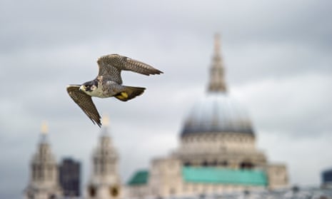 Birds of prey  London Wildlife Trust