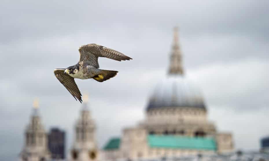 Peregrine Falcon in London (with Saint Paul in background)