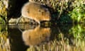 Water vole, Arvicola terrestris, on an urban canal bank in Derbyshire, England.