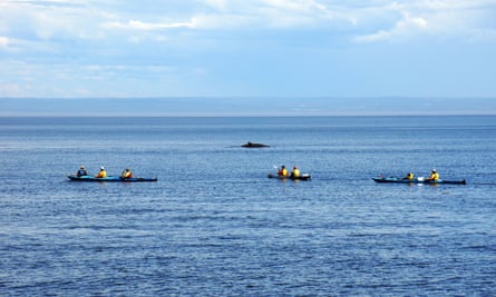 People in sea kayaks observing a minke whale