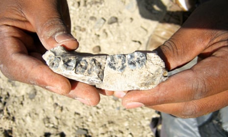The 2.8m-year-old human lineage jaw bone fossil was found in the Afar region Ethiopia by fossil hunters.