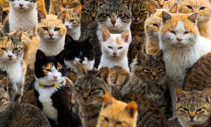 So This Is How The World Ends With Us Distracted By Cute Cats Social Media The Guardian