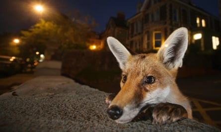 A young fox in Bristol.