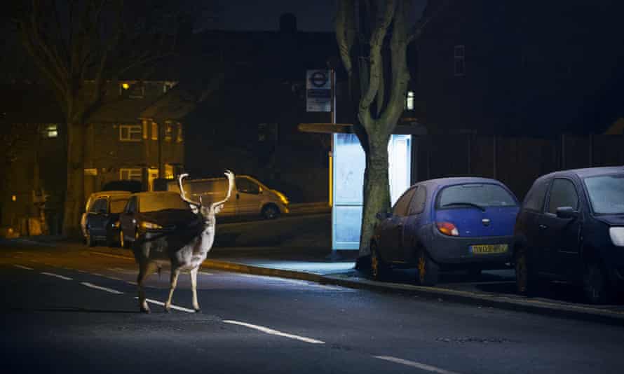 Fallow deer buck crossing a road in London.