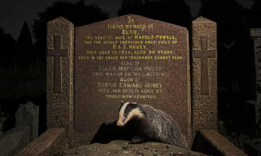 A young European badger emerges from beneath a gravestone in Bristol.