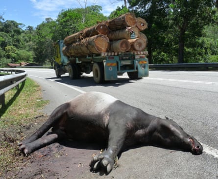 A road-killed tapir in Peninsular Malaysia