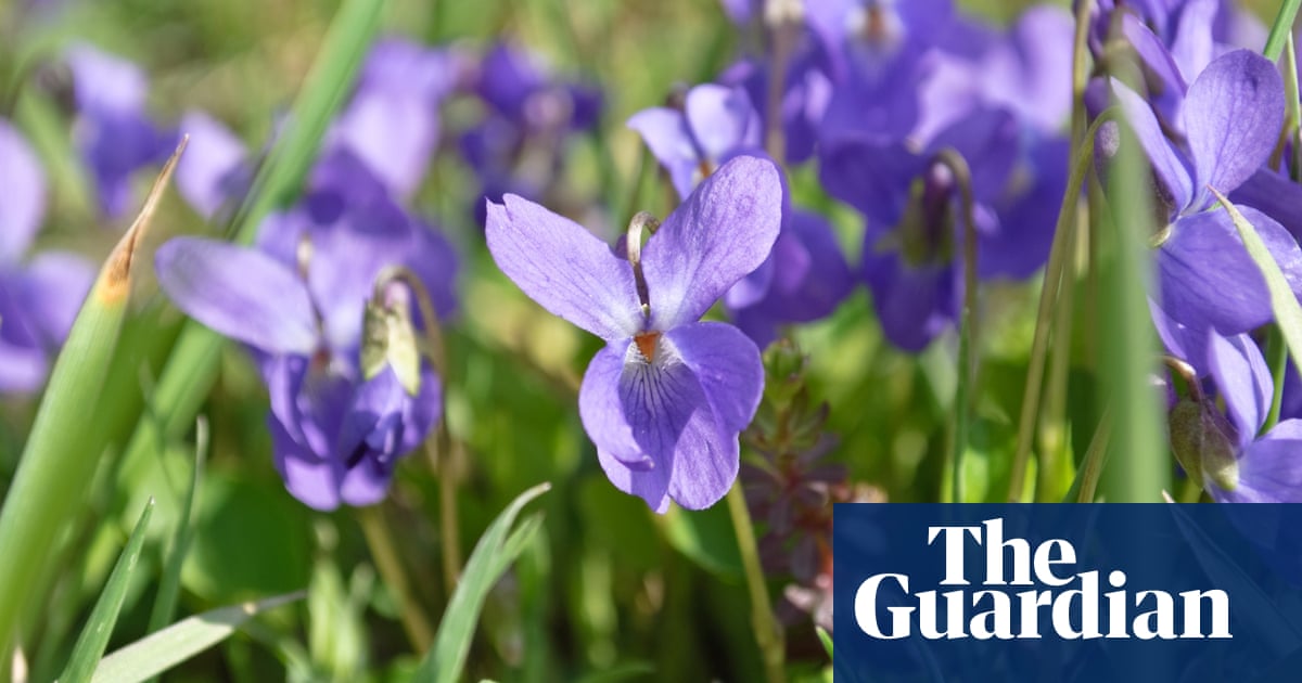 Gardens A Celebration Of Sweet Violets Life And Style The Guardian