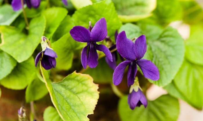 Gardens A Celebration Of Sweet Violets Life And Style The Guardian