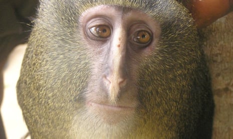 A Wise Monkey Knows How Little He Knows, Science