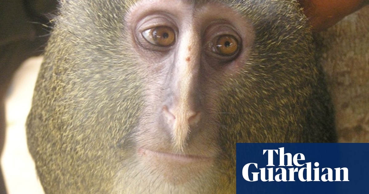 Rembrandt's monkey: good news for Africa's newest primate | Wildlife | The  Guardian