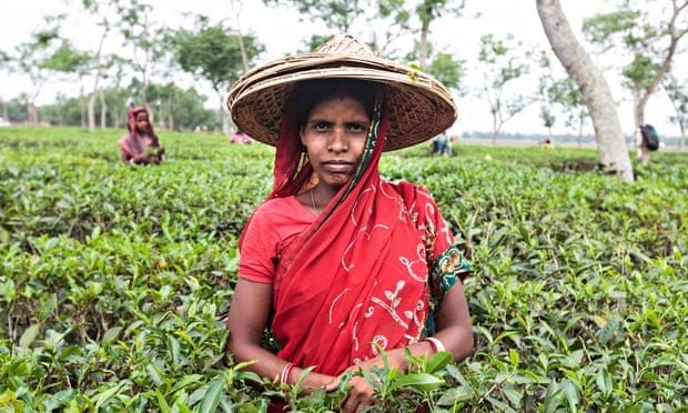 A Bengali tea labourer