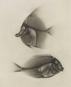 X Ray of Angelfish and Surgeonfish by Eduard Valenta and Josef Maria Eder, 1896
