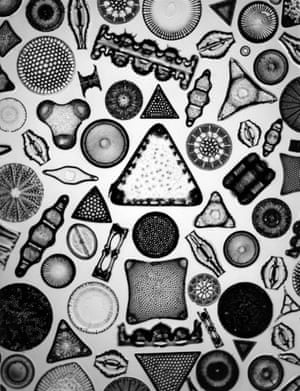 Archetype of Individuality - Microphotograph of Diatoms, 360-1 by Carl Strüwe, 1933