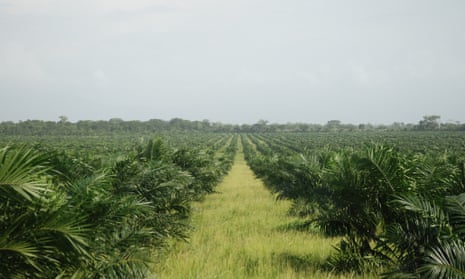 Four oil palm plantations connected to the same company, Palmas del Espino, are proposed in the northern Peruvian Amazon.