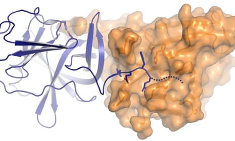 Crystal structure showing one norovirus NS6 protease just after cutting the end of another