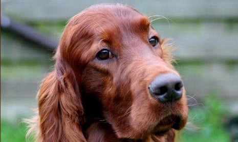 The Irish setter, Thendara Satisfaction, better known as Jagger, who died in Belgium after returning from Crufts
