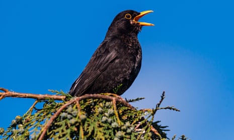 Male blackbird singing on a branch