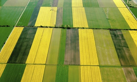 Corn and rape fields in Bavaria, Germany