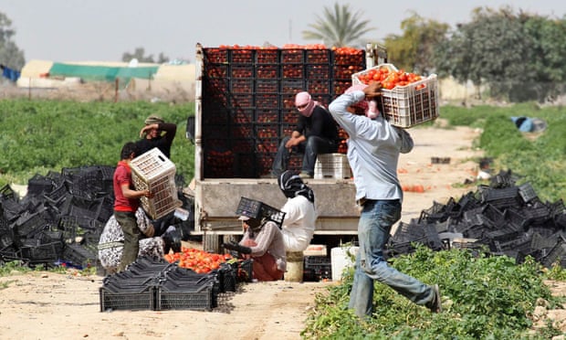Syrian workers living in Jordan work on a tomato farm in Shouneh. Varying degrees of drought are hitting almost two thirds of the limited arable land across Syria, Lebanon, Jordan, the Palestinian territories, and some researchers say it’s contributing to conflict.