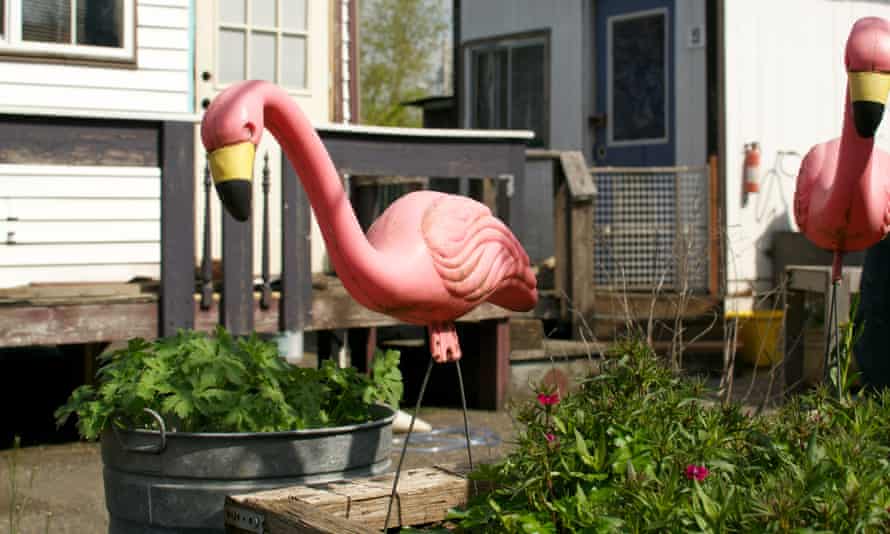 Flamingo in Dignity Village