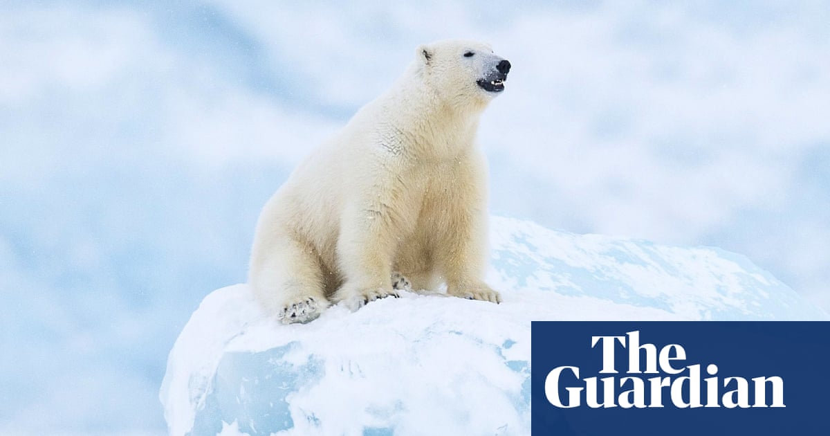 how do polar bears adapt to climate change