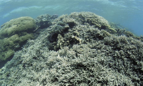 Bleached, dead coral, caused by rising ocean temperatures.
