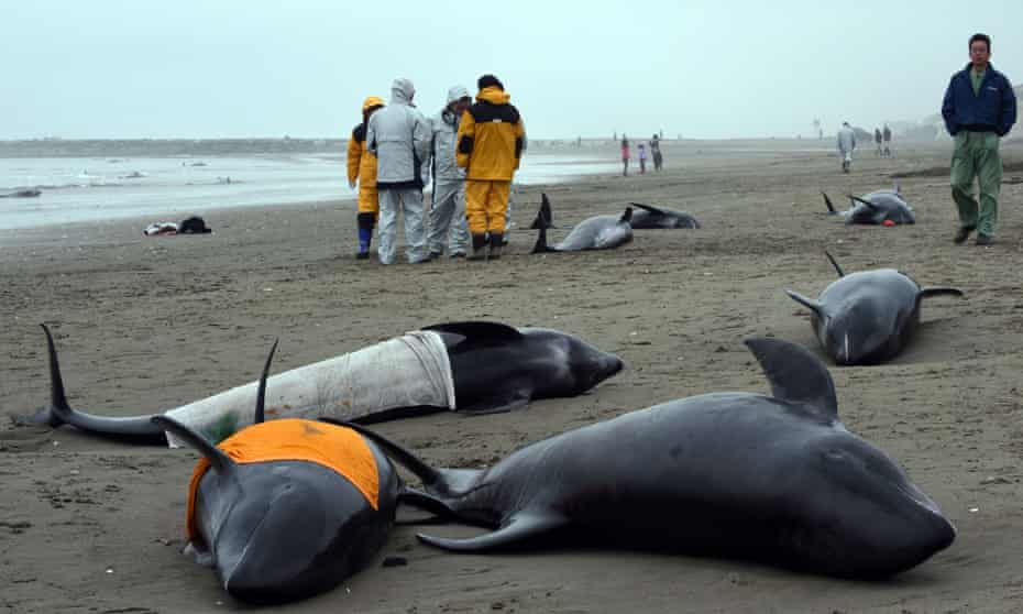 Residents attempt to save melon-headed whales beached on the shore of Hokota city, northeast of Tokyo on 10 April, 2015.