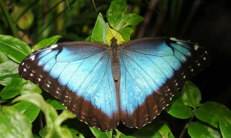 Peleides blue morpho butterfly, Morpho peleides
